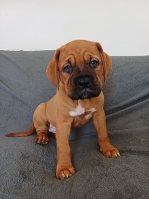 Les chiots de Dogue de Bordeaux