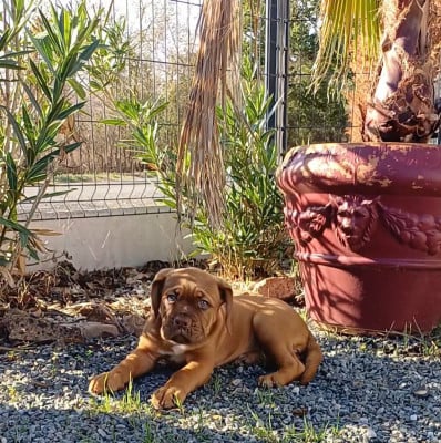 Les chiots de Dogue de Bordeaux