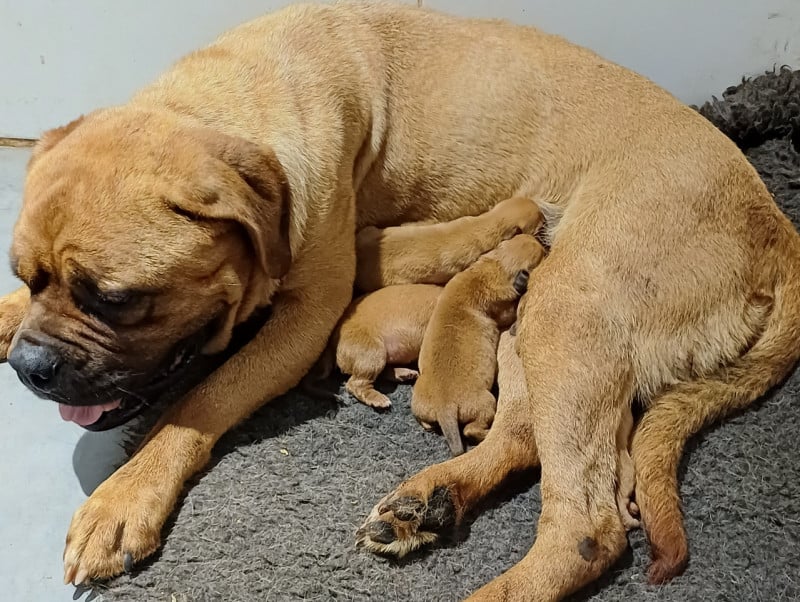 Dogue de Bordeaux - Des Gardiens Des Vanneaux