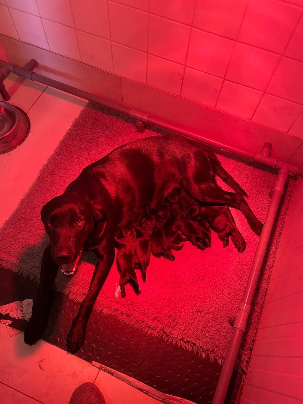 Labrador Retriever - monkslea