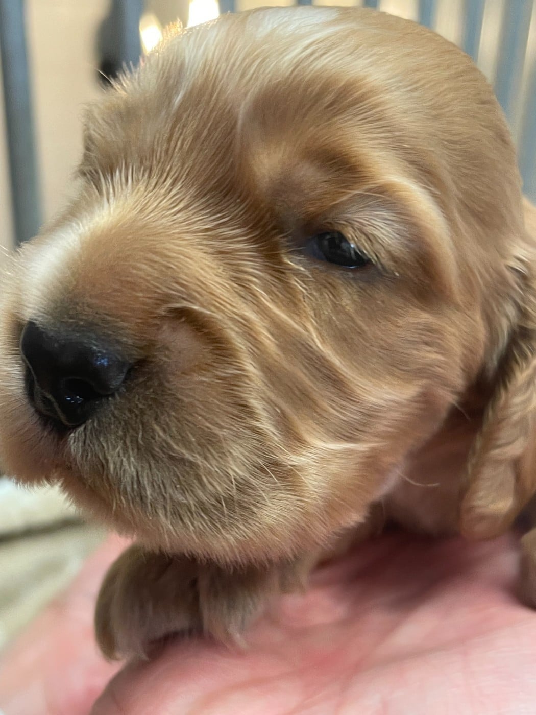Cocker Spaniel Anglais - monkslea