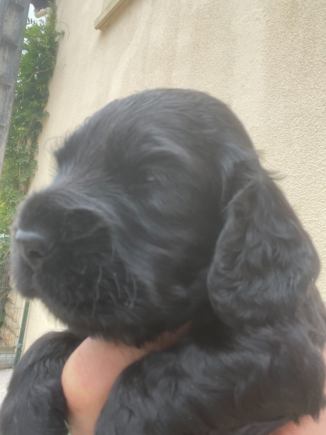Cocker Spaniel Anglais - monkslea