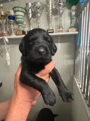 Les chiots de Labrador Retriever