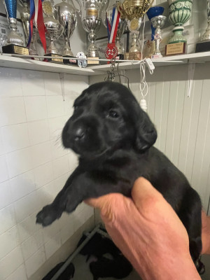 Les chiots de Labrador Retriever