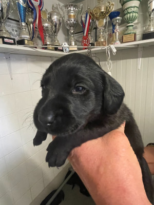 Les chiots de Labrador Retriever