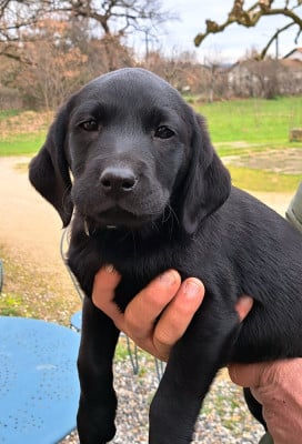 Les chiots de Labrador Retriever