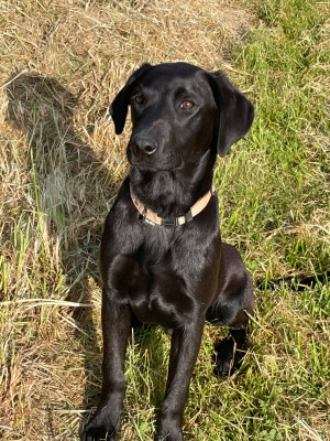 Les chiots de Labrador Retriever