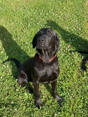 Les chiots de Labrador Retriever