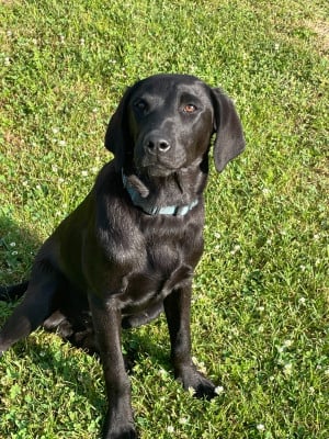 Les chiots de Labrador Retriever