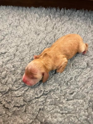 Cocker Spaniel Anglais