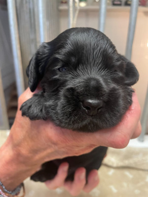 Les chiots de Cocker Spaniel Anglais