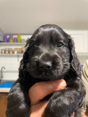 Les chiots de Cocker Spaniel Anglais
