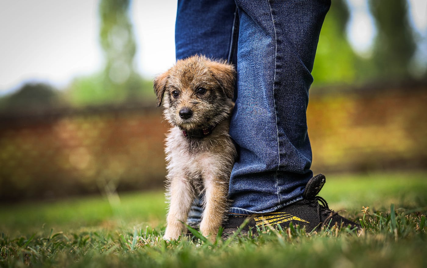 Chiot N°3