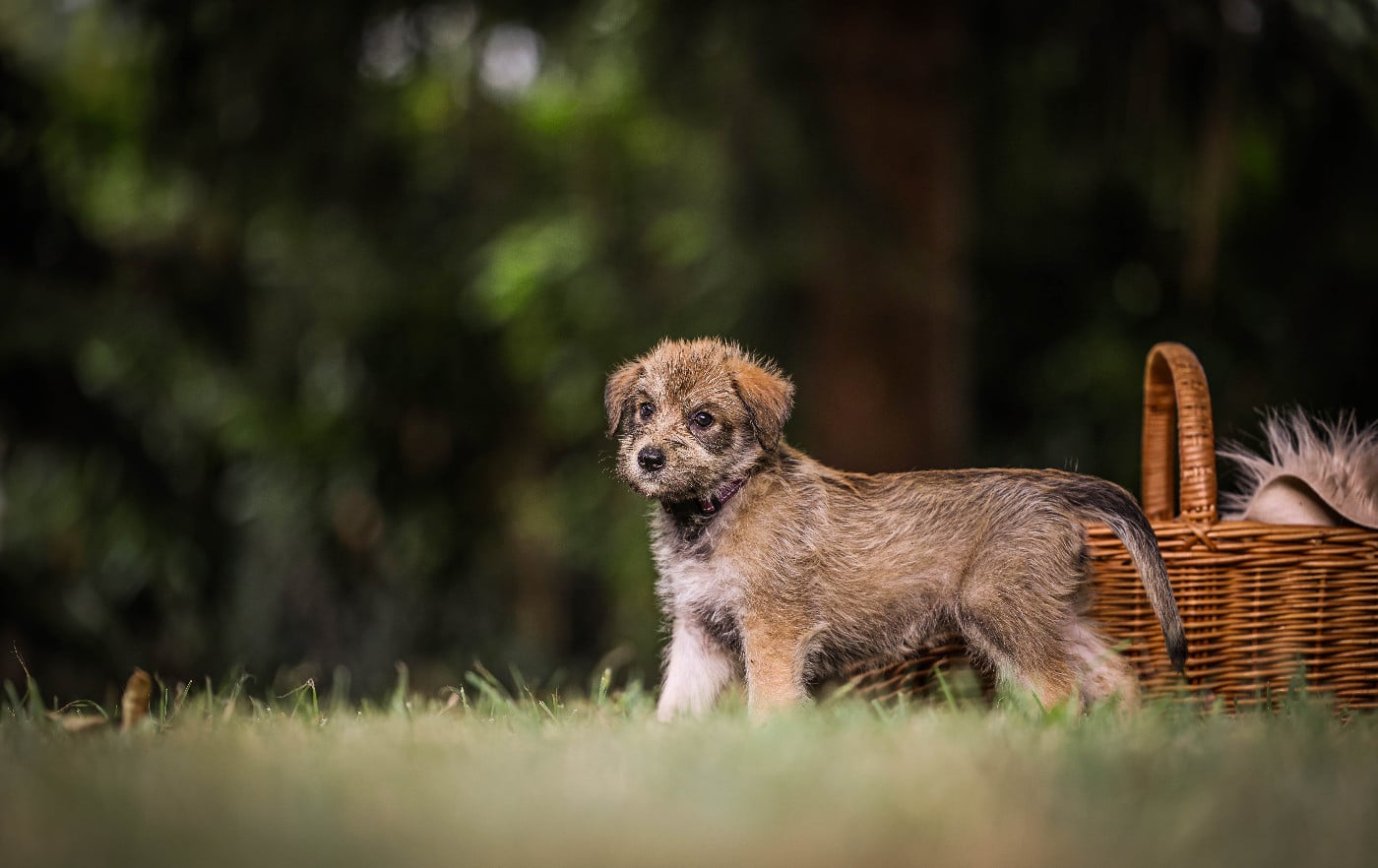 Chiot N°3
