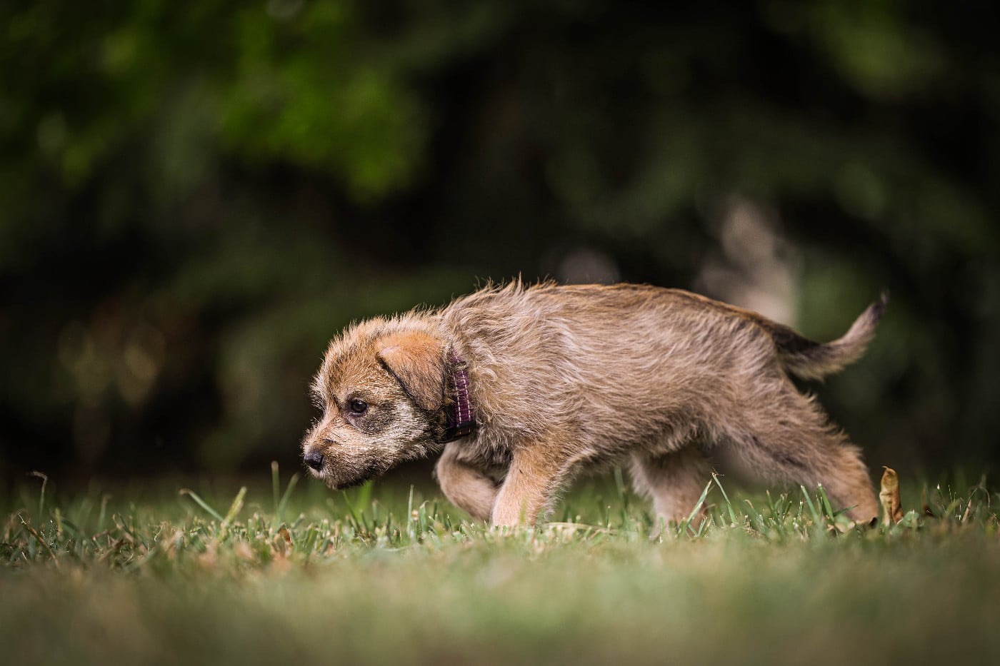 Chiot N°3