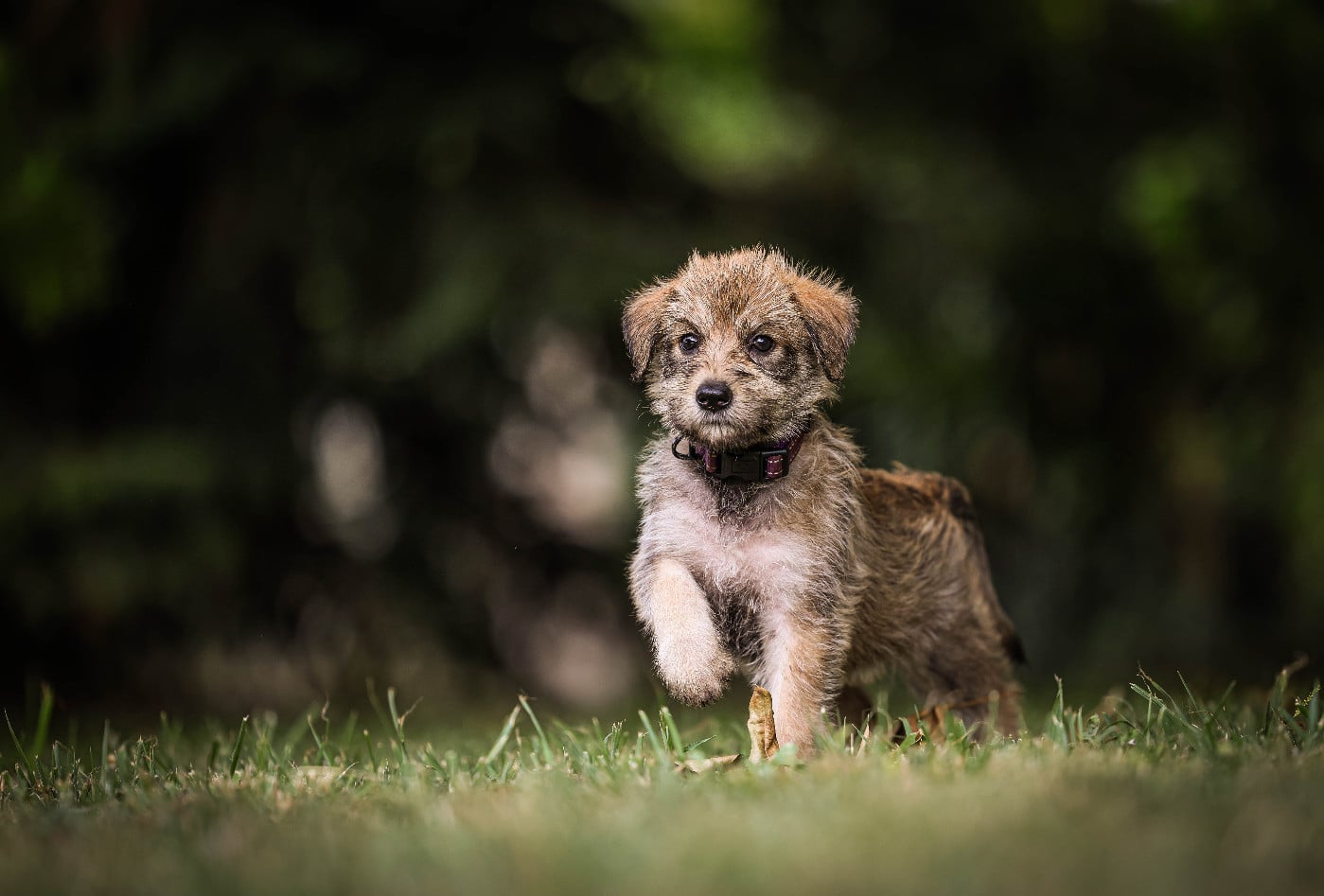 Chiot N°3