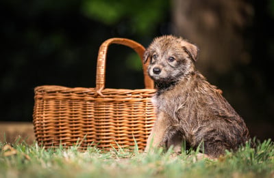 Les chiots de Berger de Picardie