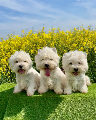 du Moulin de Mac Grégor