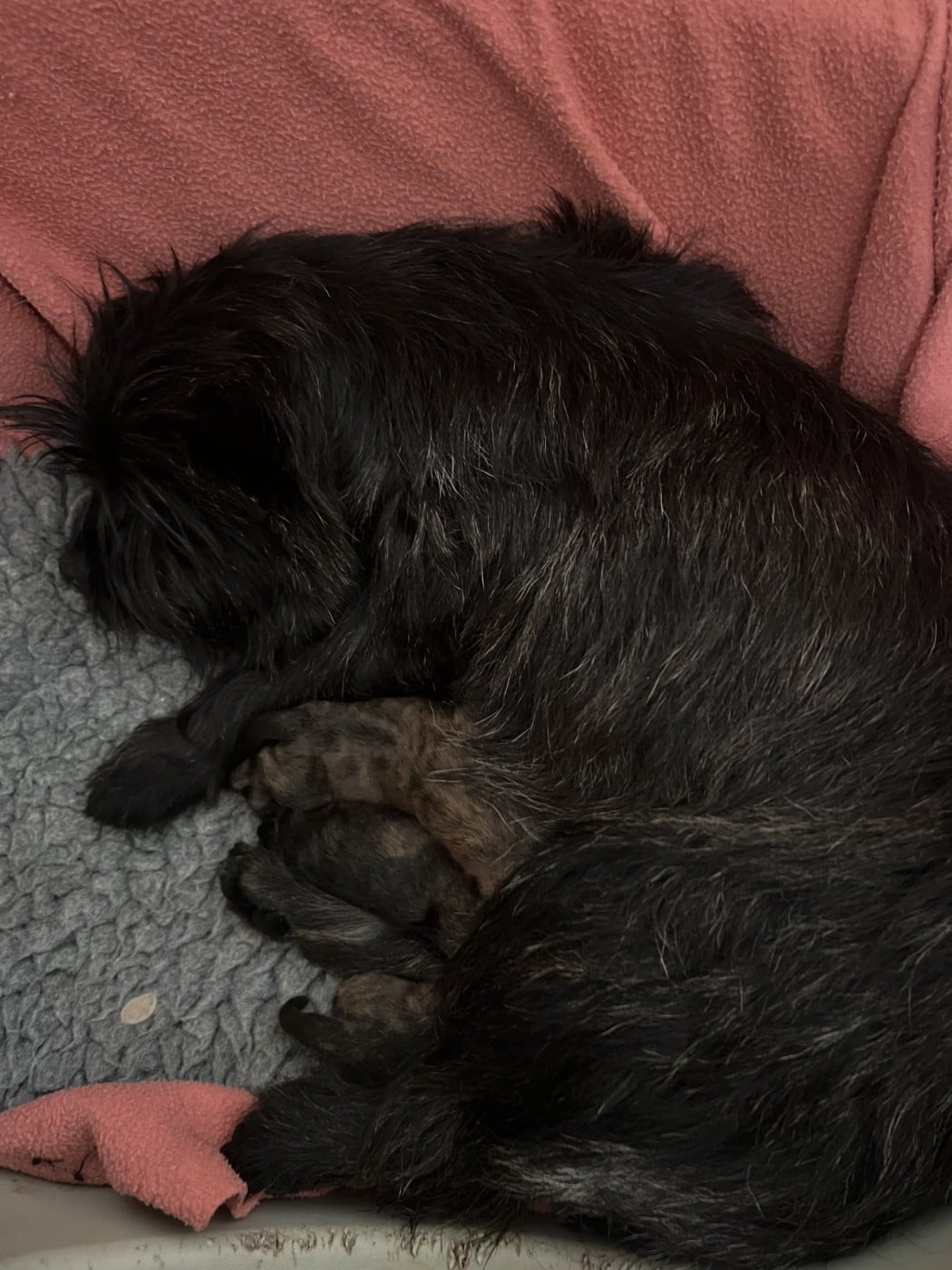Cairn Terrier - du Moulin de Mac Grégor
