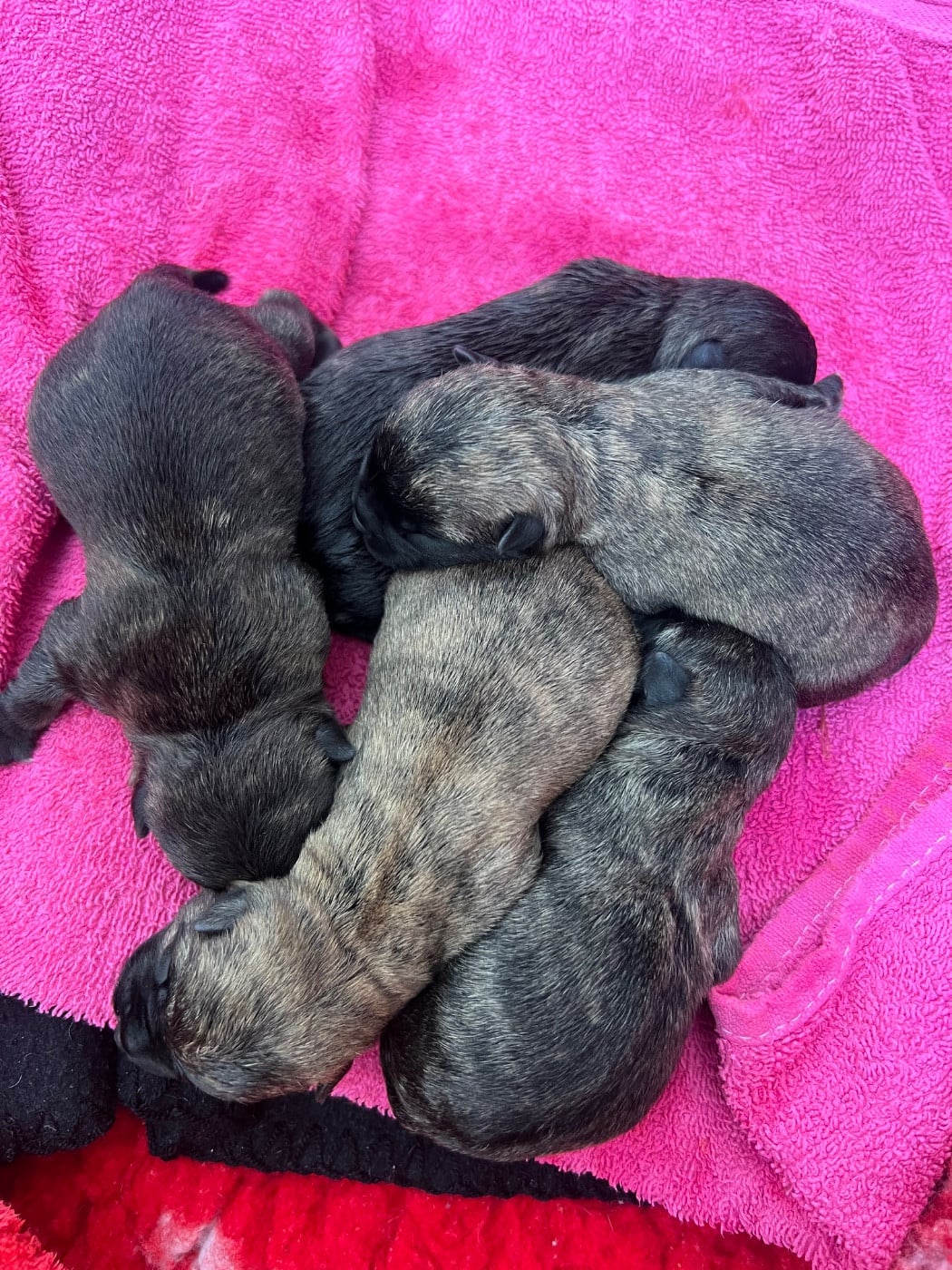 CHIOT 1 - Cairn Terrier