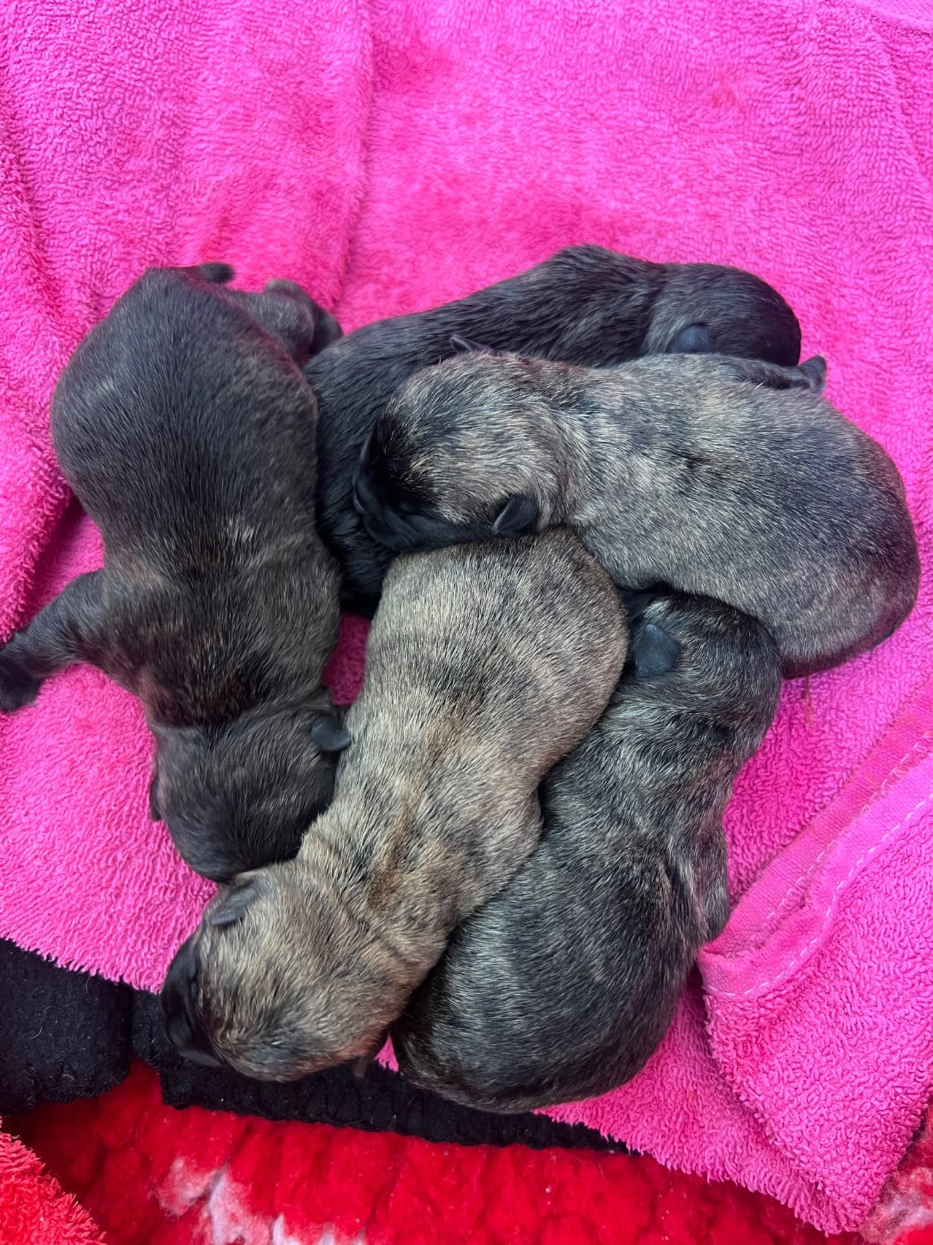 CHIOT 2 - Cairn Terrier