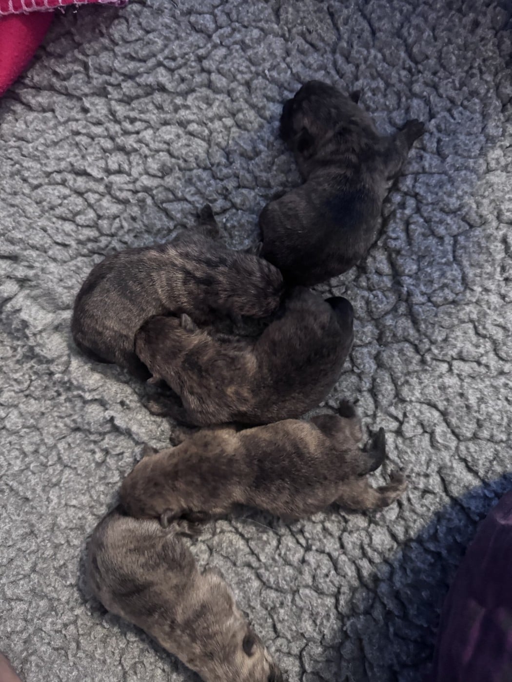 Chiot N°2 - Cairn Terrier