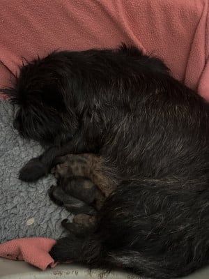 Les chiots de Cairn Terrier