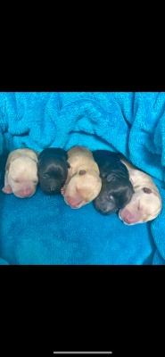 Les chiots de Scottish Terrier