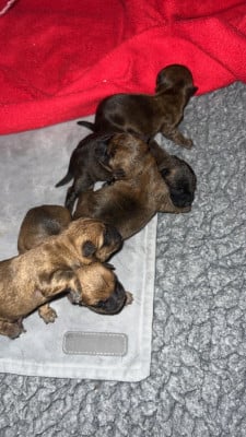 Les chiots de Cairn Terrier