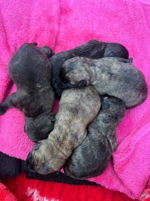 Les chiots de Cairn Terrier