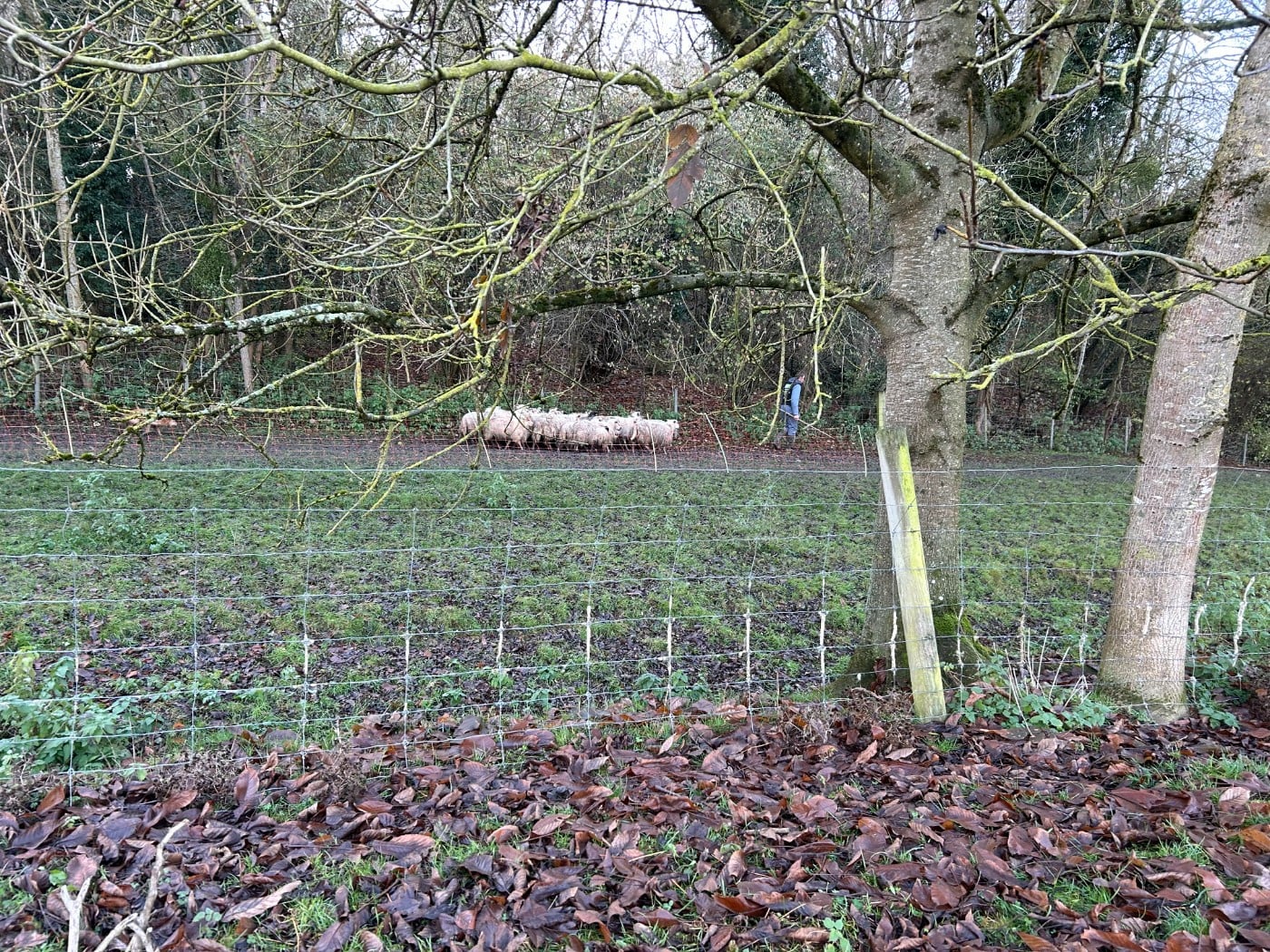 Odge Du Berger Ancestral