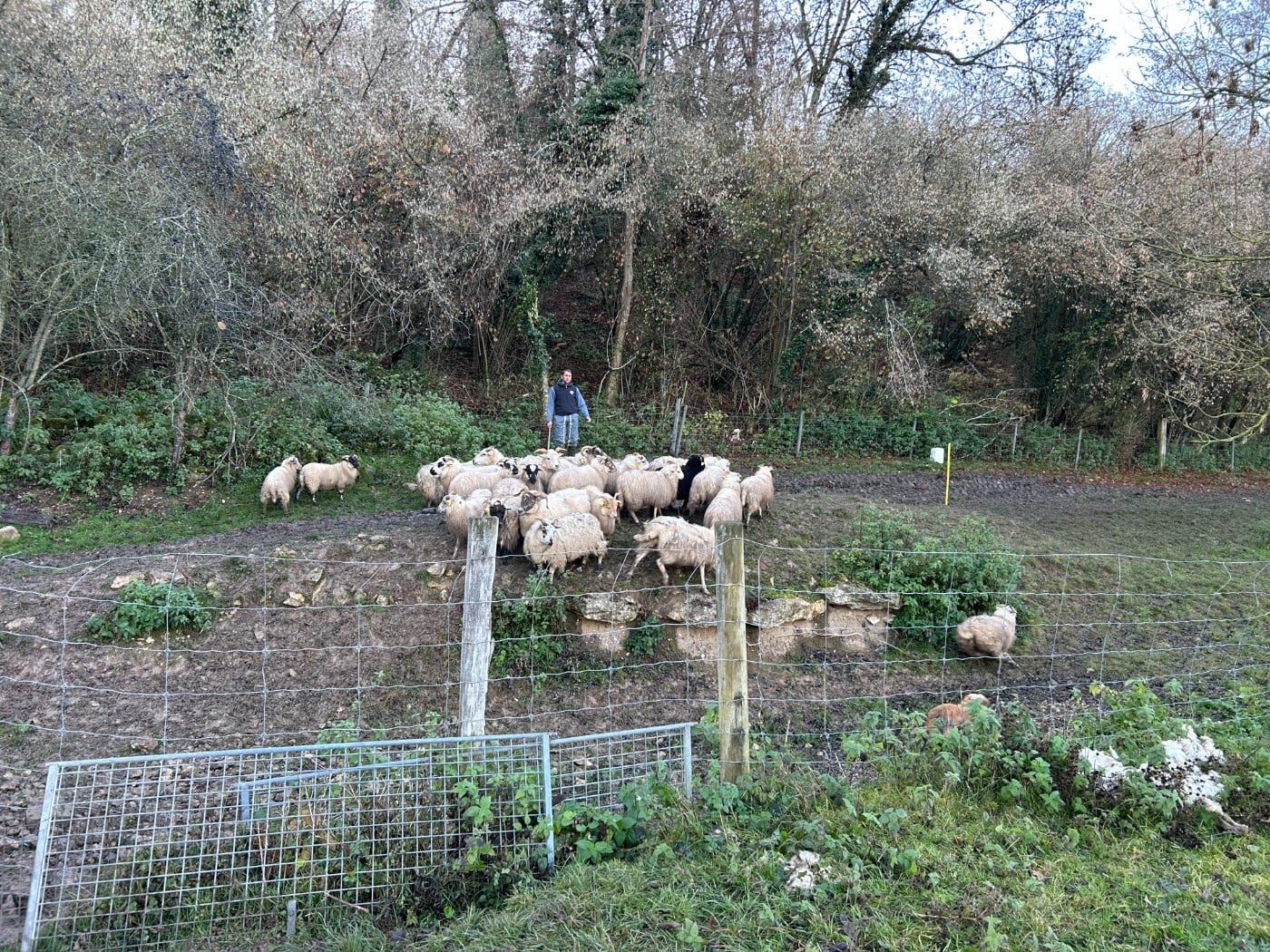 Odge Du Berger Ancestral