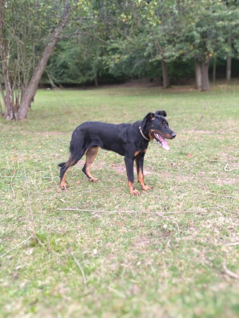 Spano Du Berger Ancestral