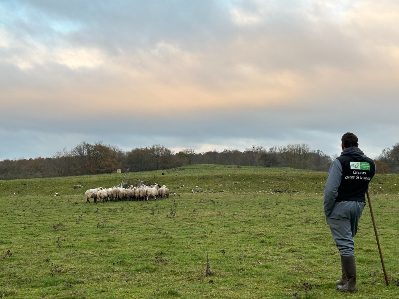 Spano Du Berger Ancestral