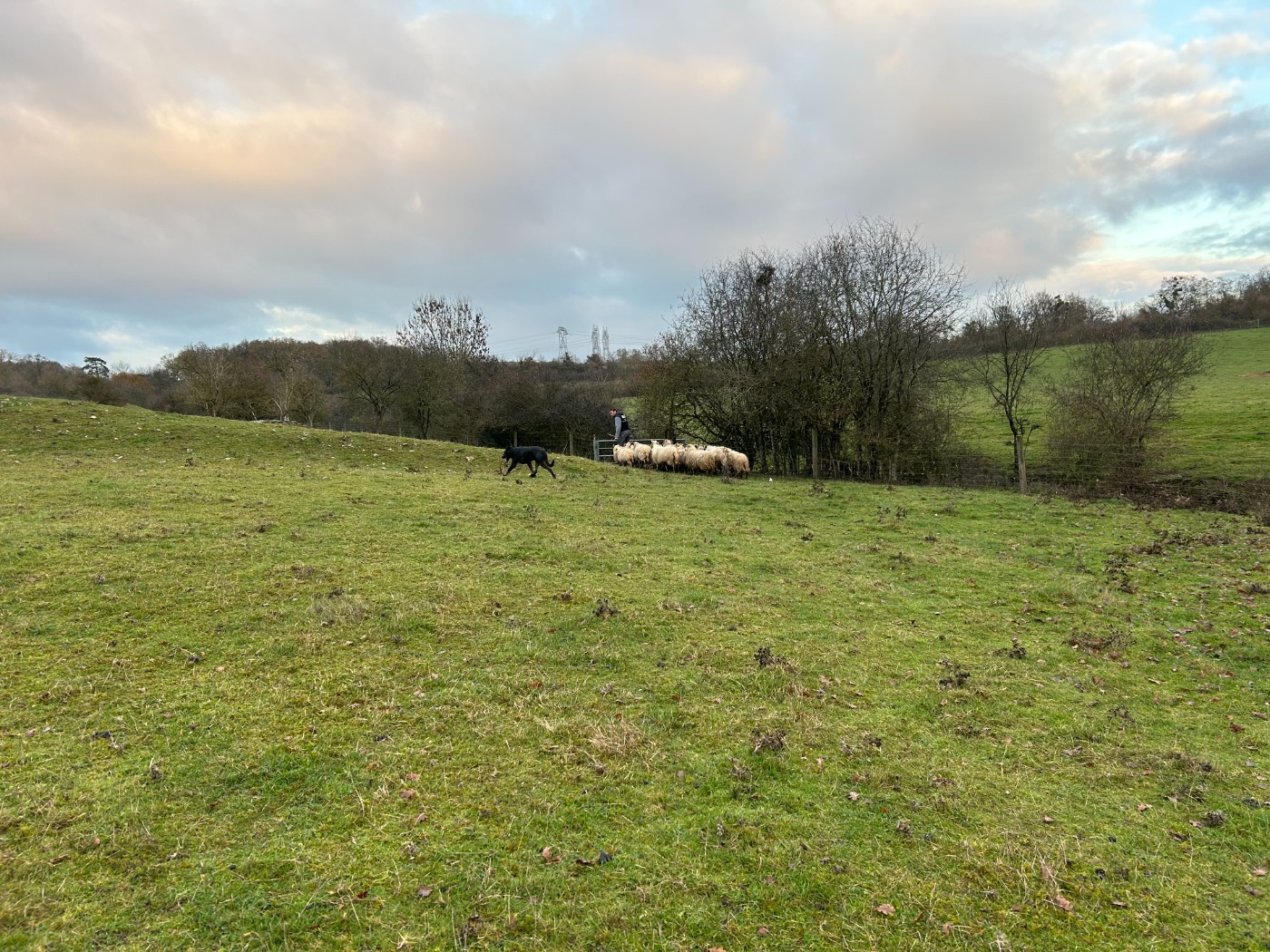 Spano Du Berger Ancestral