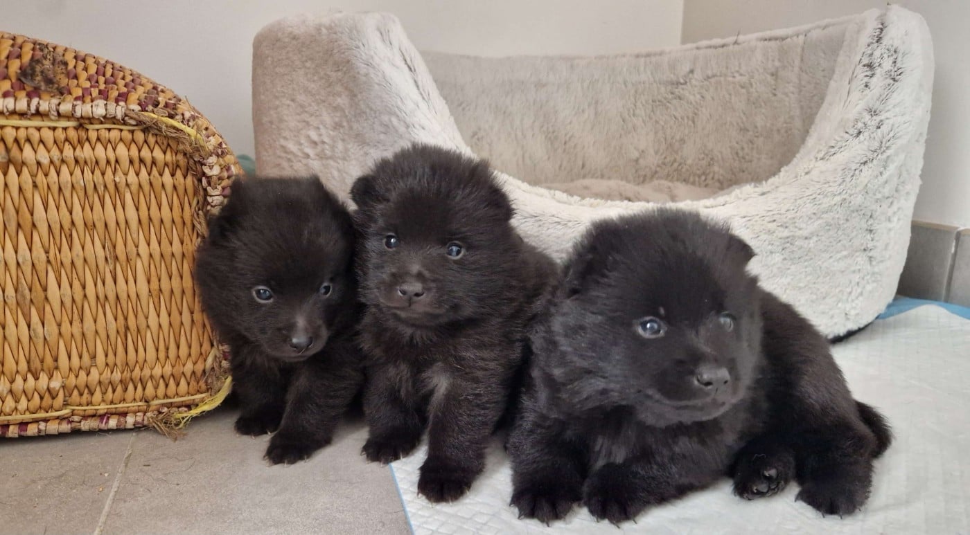 Schipperke - Du Jardin D'Oslo