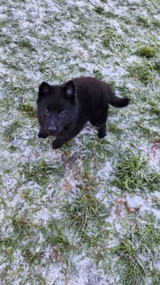 Les chiots de Schipperke