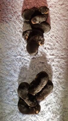 Les chiots de Berger de Beauce