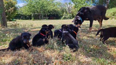 Les chiots de Berger de Beauce