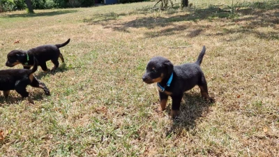 Les chiots de Berger de Beauce