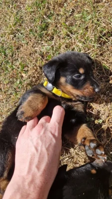 Les chiots de Berger de Beauce