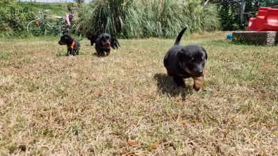 Les chiots de Berger de Beauce