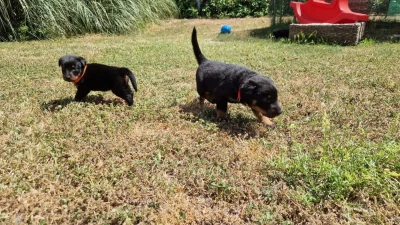 Les chiots de Berger de Beauce