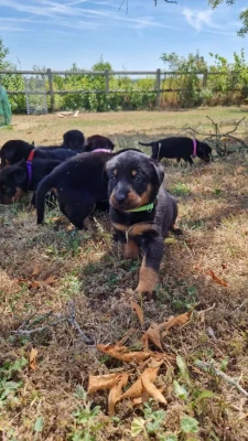 Les chiots de Berger de Beauce