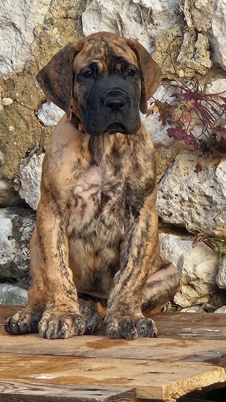 Bellembra - Dogue allemand