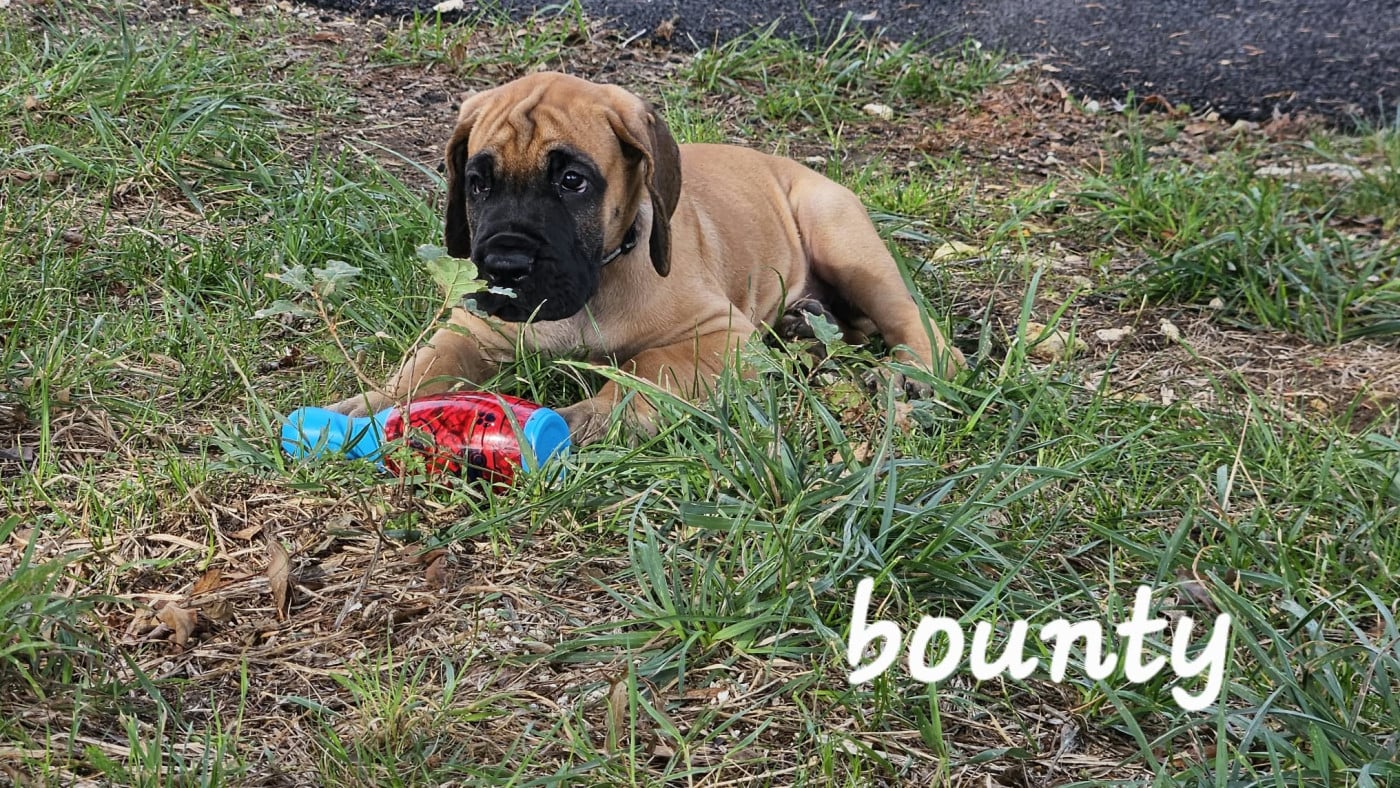 BOUNTY - Dogue allemand