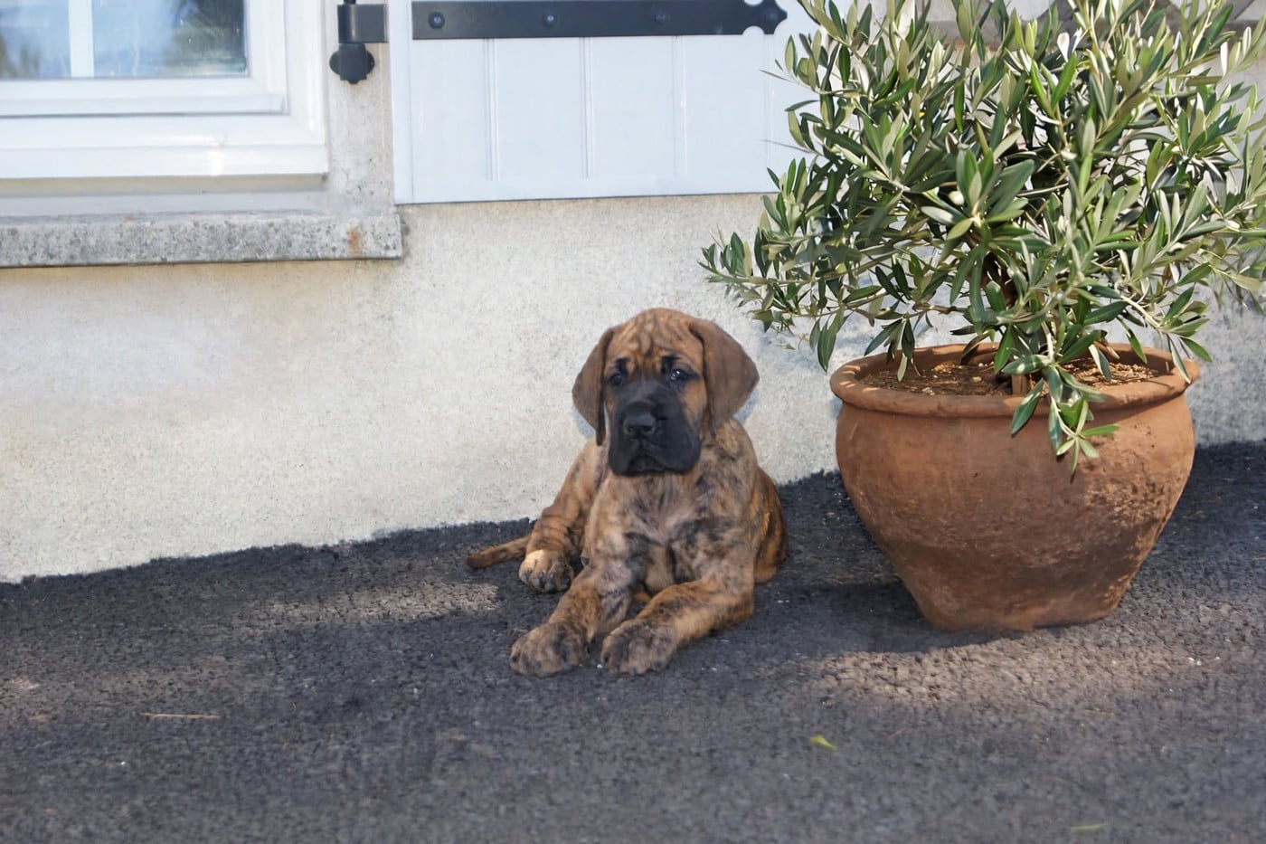 Baie d'Amour - Dogue allemand