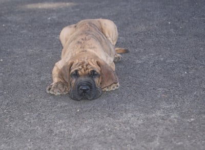 Dogue allemand