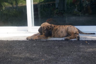 Boréale - Dogue allemand