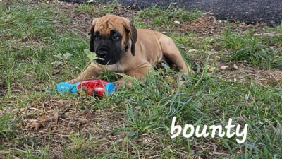 BOUNTY - Dogue allemand